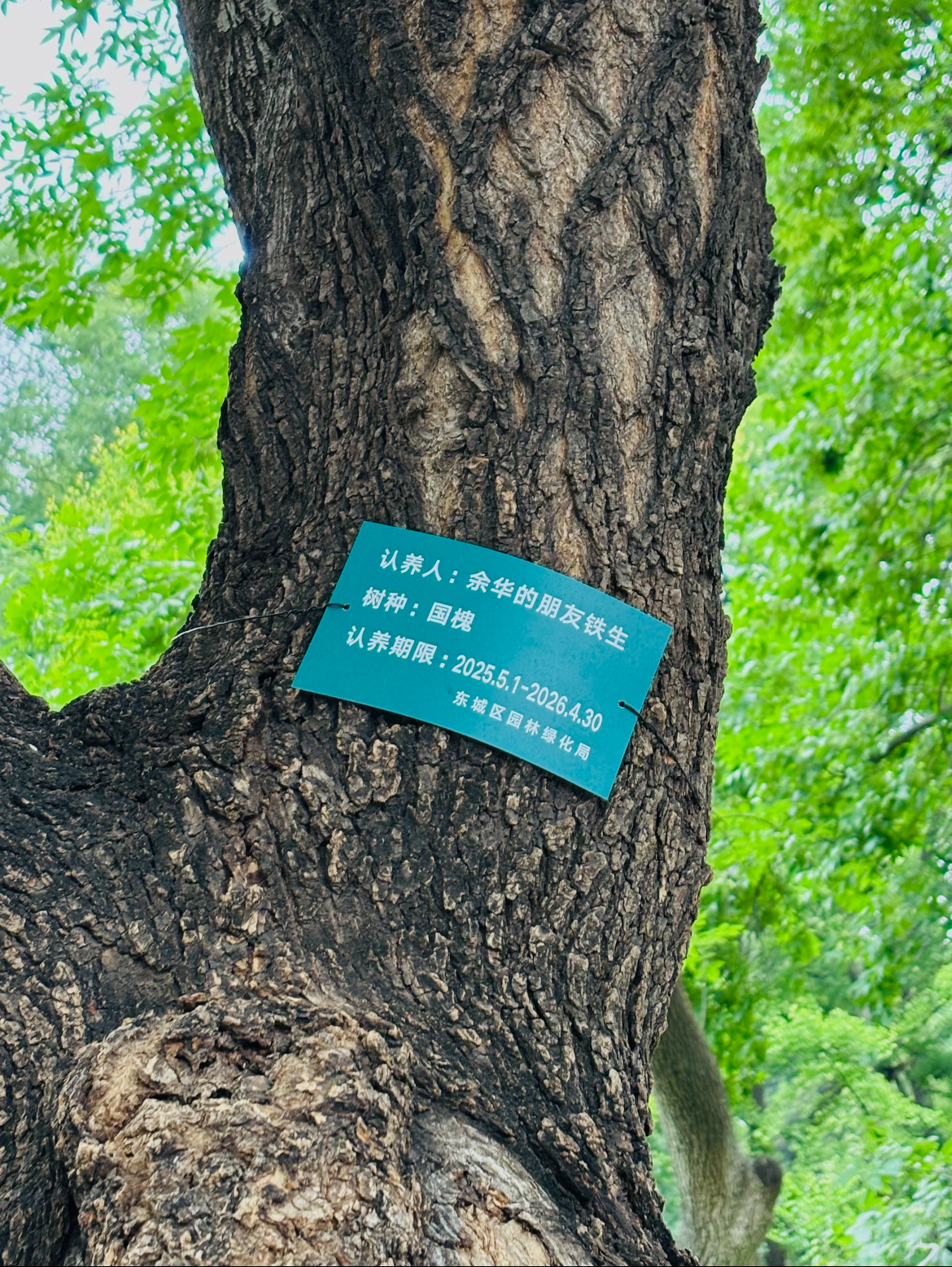 Ditan Park Trees